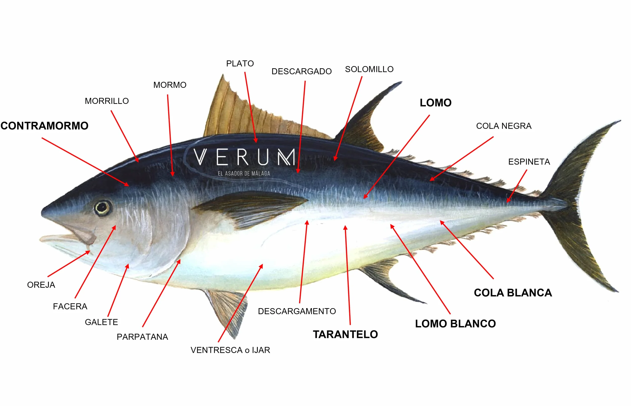 Pescadería Premium Pescado Fresco Atún Rojo Salvaje 0,5 kg