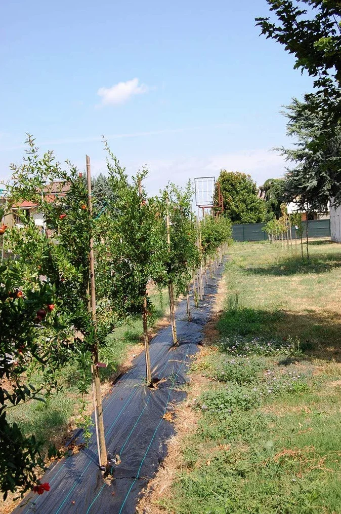 Vinagre de granada agridulce natural con acetificación espontánea lenta