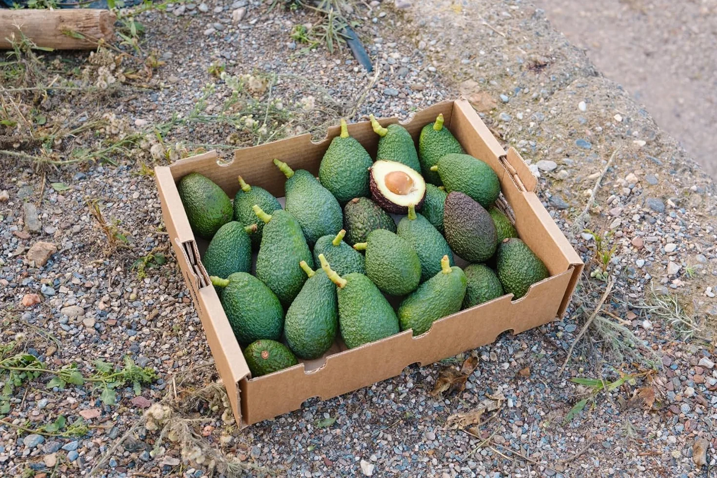 Vitalem Aguacates Frescos 2kg (6-10 Piezas) Aguacates Hass de Temporada Ecológicos