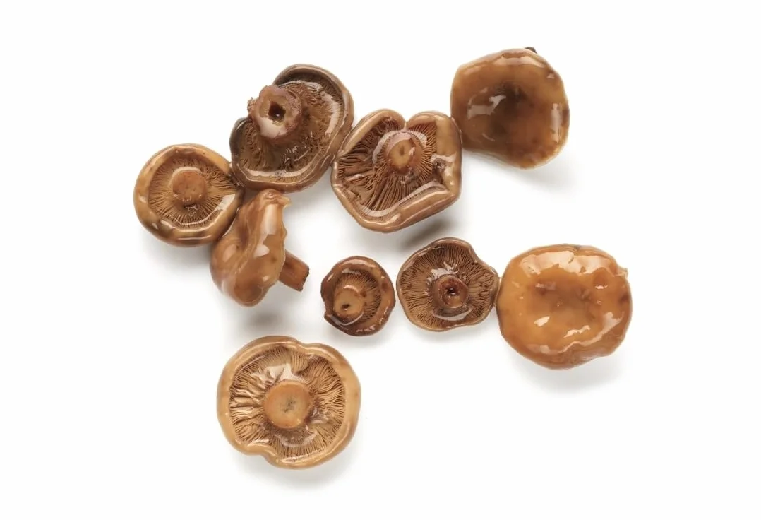 Níscalo Botón – Cap d’Urdet | Setas Silvestres 300 g