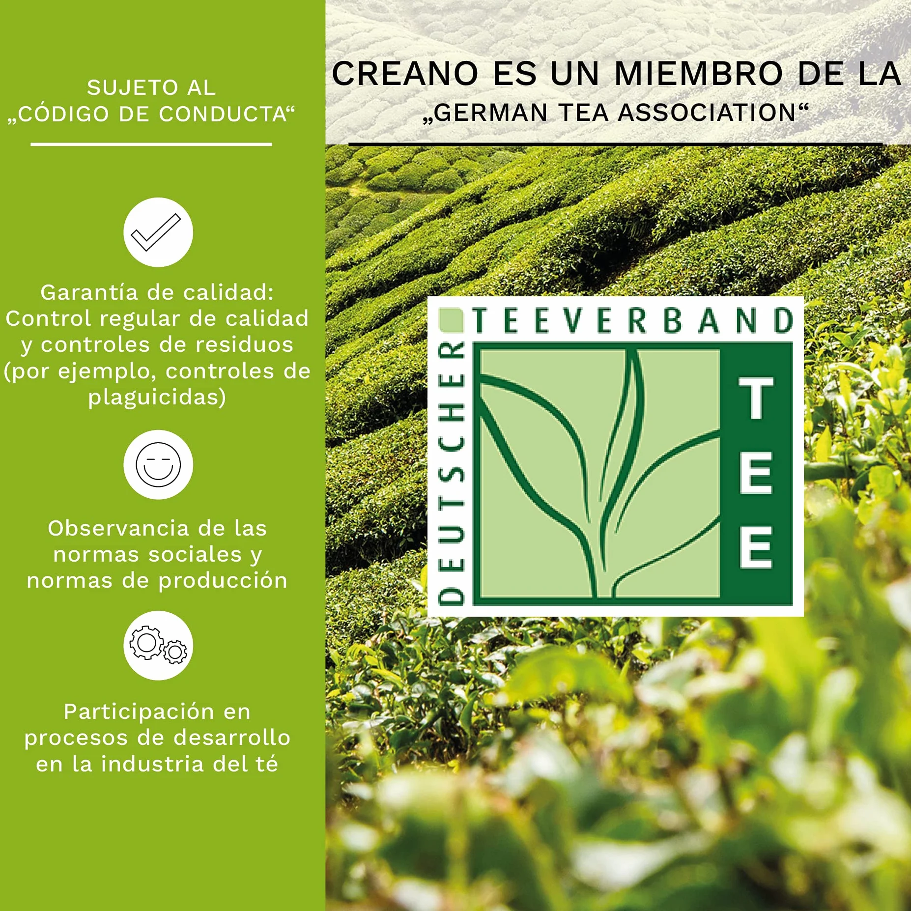 Creano Flores de Té Verde Cofre de Degustación 6 uds – Mezcla de Té Verde Frutal Aromatizado
