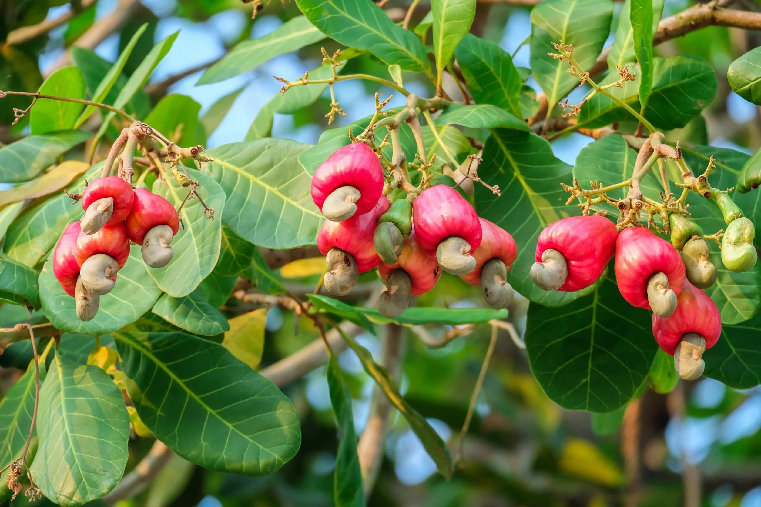 Anacardos ecológicos enteros, 2 bolsas de 500 g