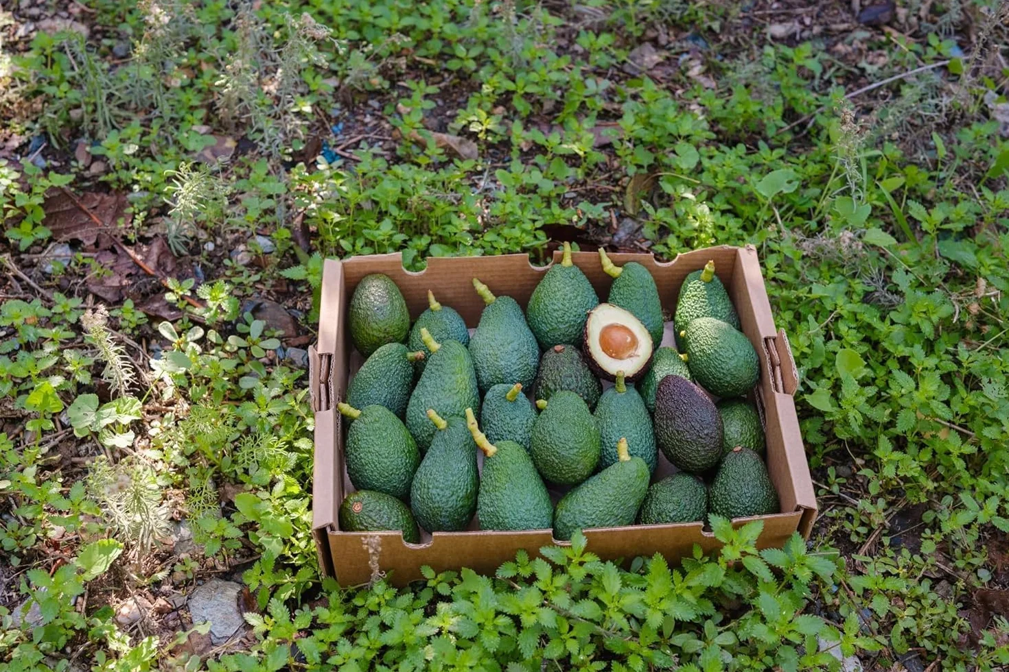 Vitalem Aguacates Frescos 2kg (6-10 Piezas) Aguacates Hass de Temporada Ecológicos