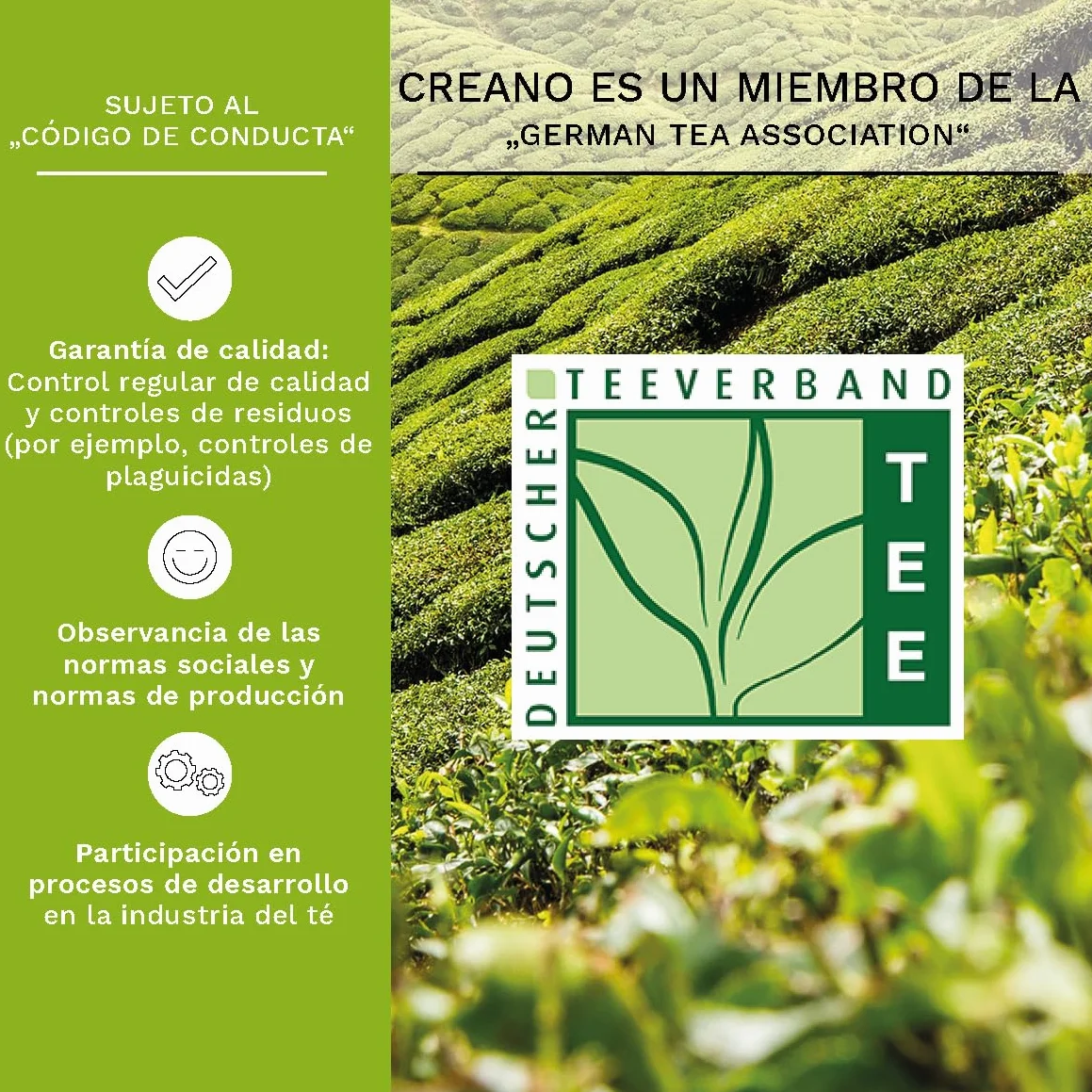 Creano Flores de Té Verde 6 uds Caja de Madera Corazón 6 Variedades Té Verde Aromatizado Regalo