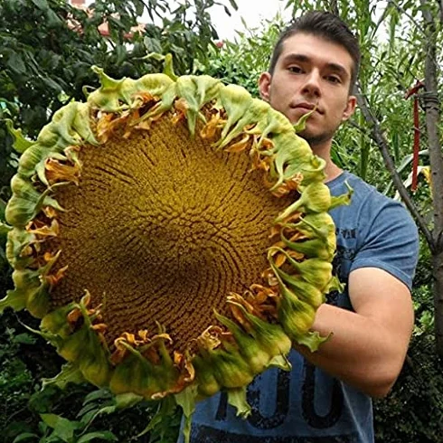 Aamish 5 piezas semillas de girasol gigante comestible