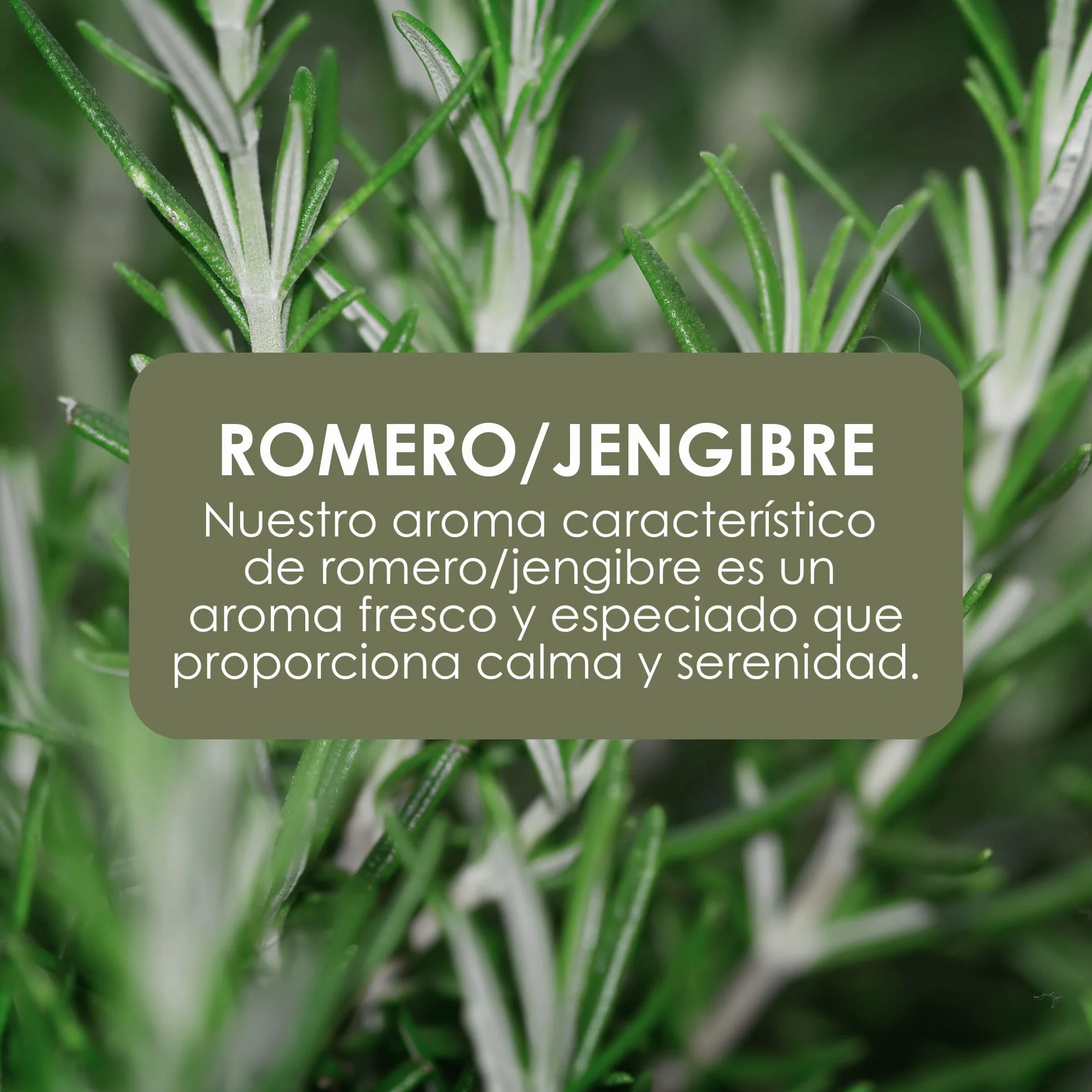 Jean & Len Jabón de manos Rosemary & Ginger 6 x 250 ml dosificador recargable sin parabenos