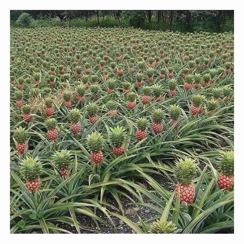 Piña 2 KG