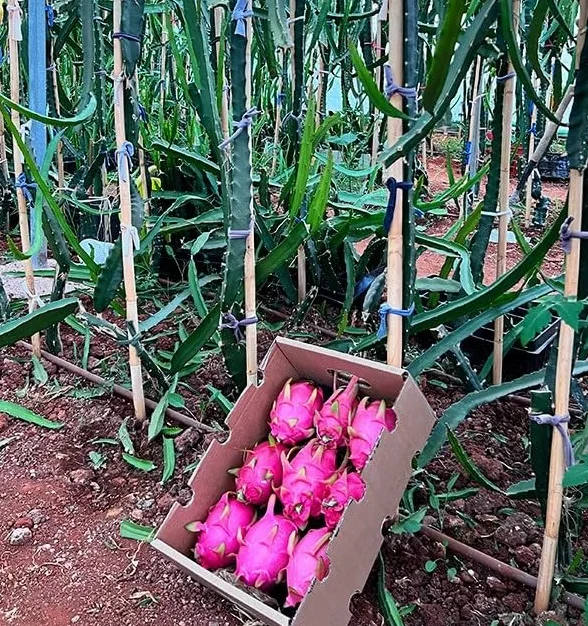 Pitahaya Púrpura 2kg Fruta Fresca Producción Local Castellón España Pitaya Rosa Fruta del Dragón