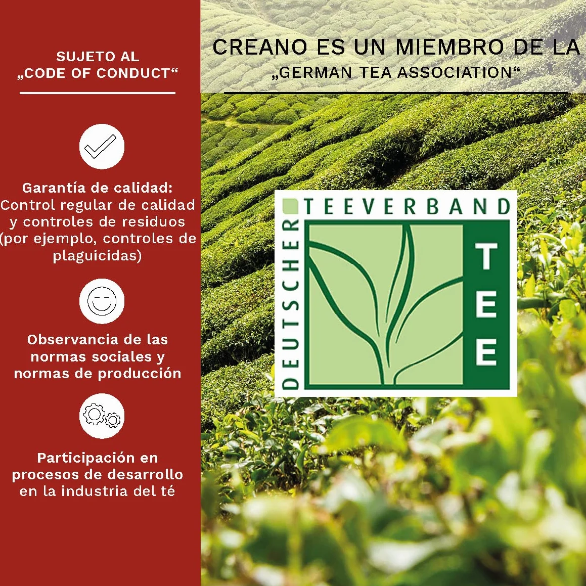 Creano Té Blanco Caja de Madera Corazón 6 uds Rosa de Té Regalo Romántico