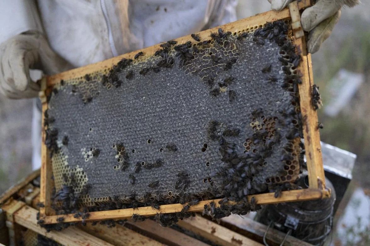Miel Cruda Pura de Abeja 1 kg - Sin filtrar - Antioxidante - Sales Minerales