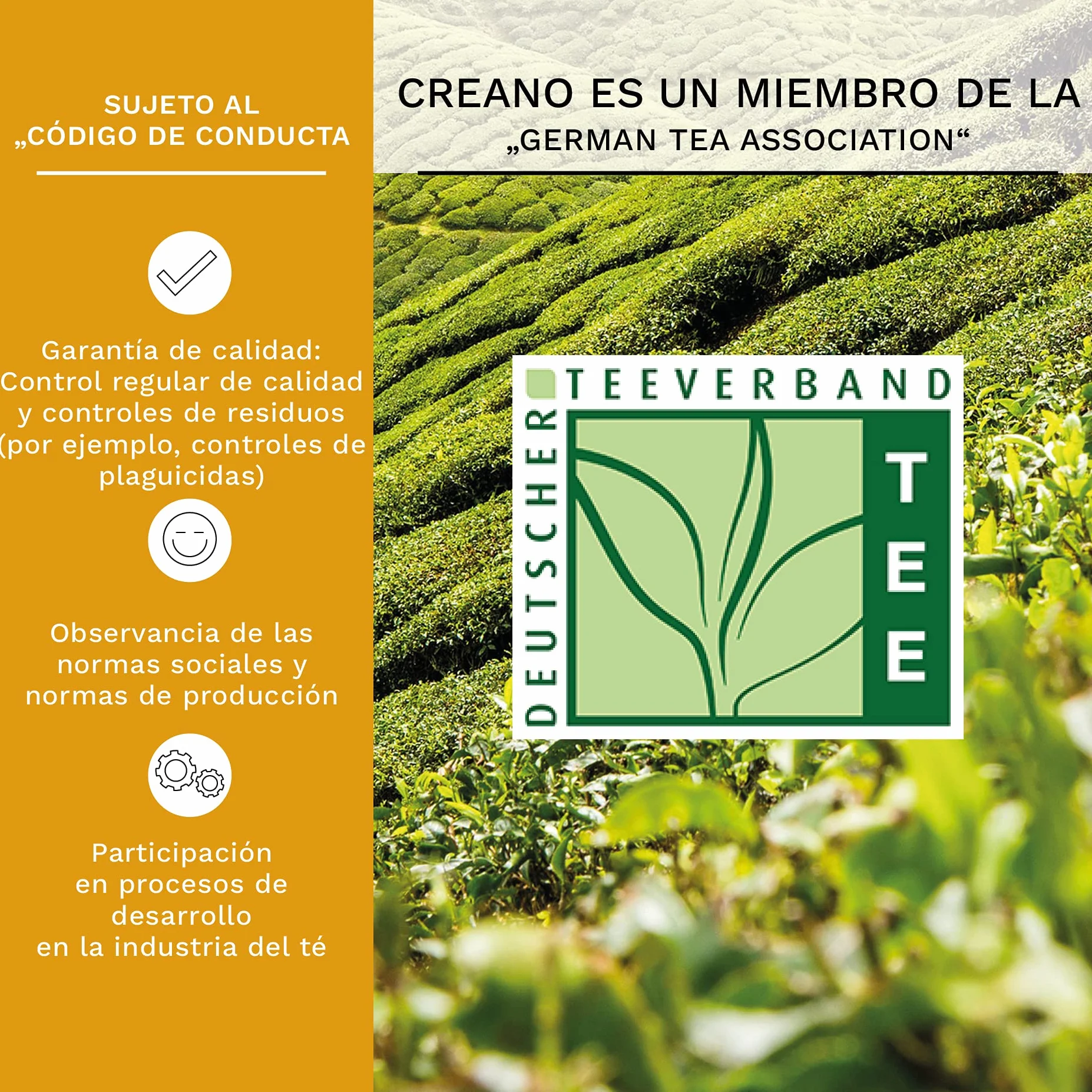 Creano Teelini Flores de Té Blanco 12 uds Cofre de Madera con Compartimentos Regalo